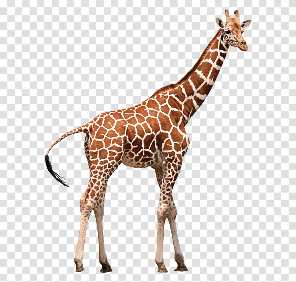 Zoo Animal Background Giraffe, Wildlife, Mammal Transparent Png