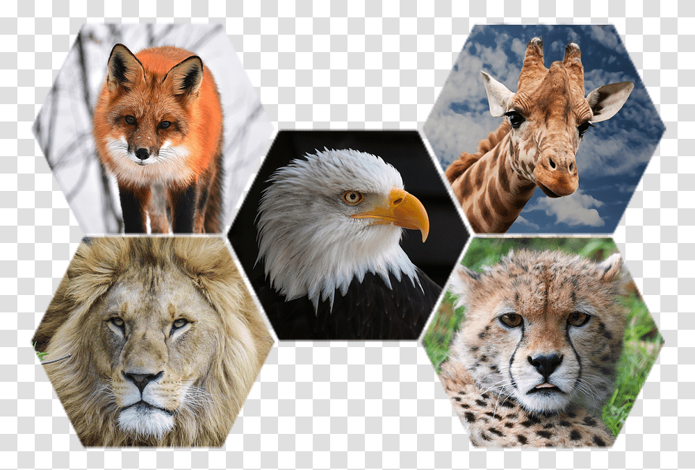 Zoo Animals, Chicken, Poultry, Fowl, Bird Transparent Png