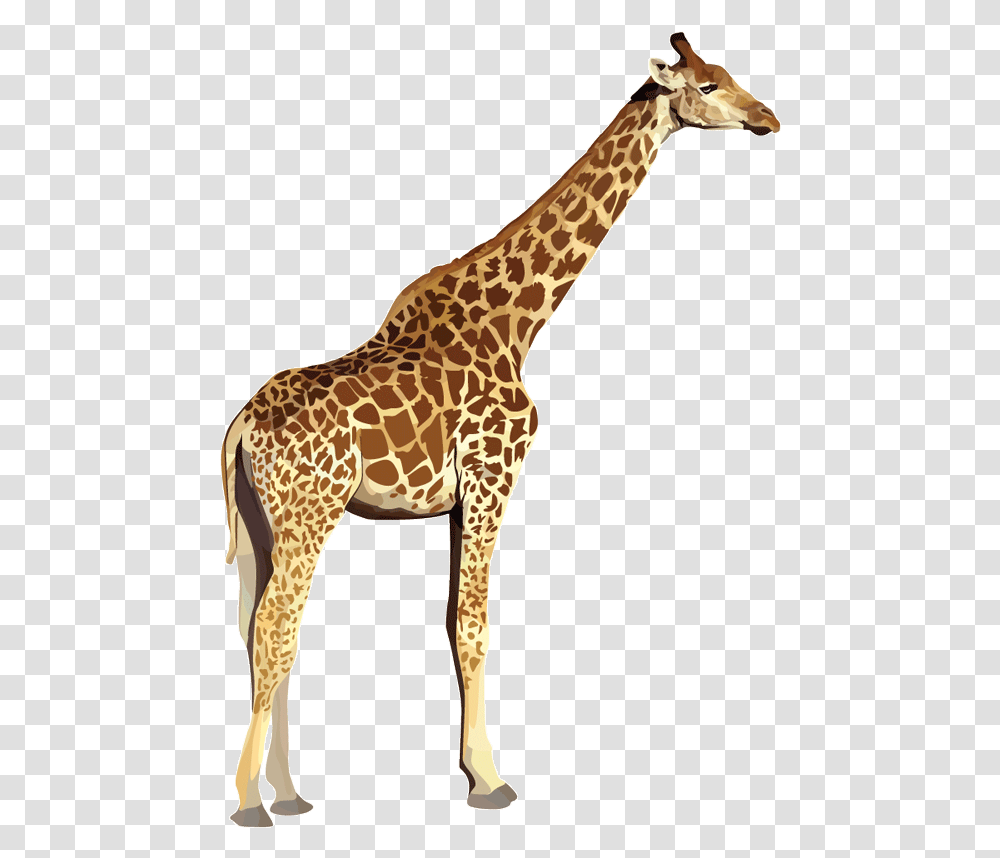 Zoo Animals No Background Zoo Animals With Background, Giraffe, Wildlife, Mammal Transparent Png