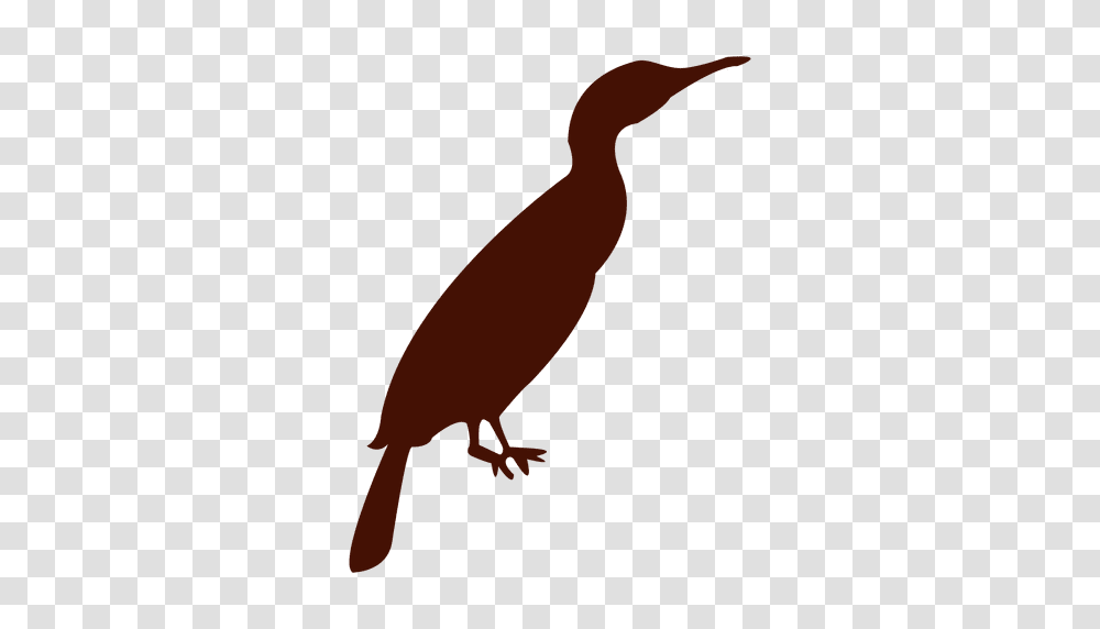Zoo Bird Silhouette, Waterfowl, Animal, Cormorant, Beak Transparent Png