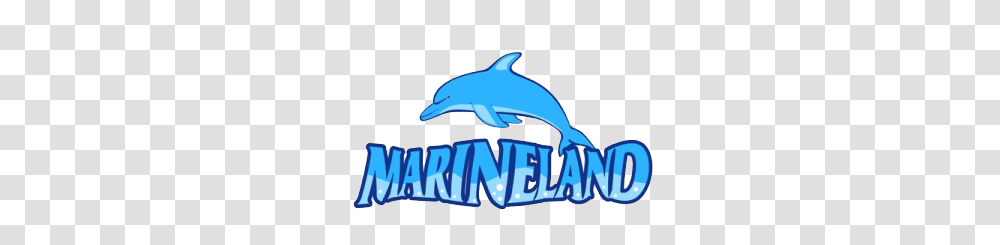 Zoo Sign Clipart Free Clipart, Dolphin, Mammal, Sea Life, Animal Transparent Png