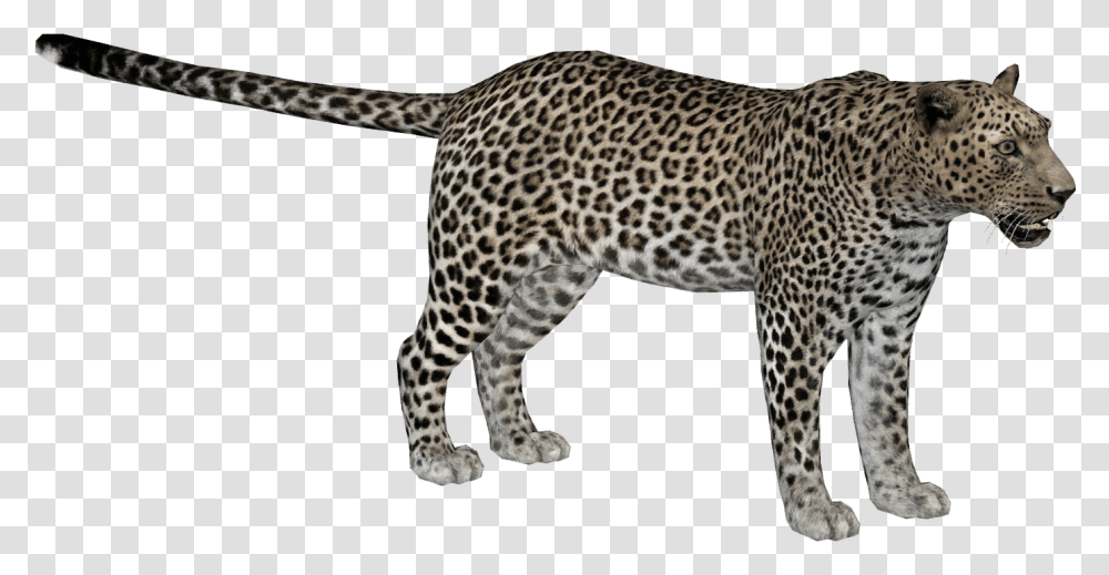 Zoo Tycoon 2 African Leopard, Panther, Wildlife, Mammal, Animal Transparent Png