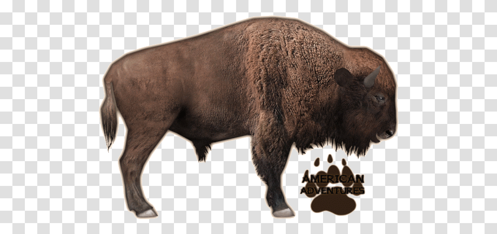 Zoo Tycoon 2 Bison, Animal, Mammal, Buffalo, Wildlife Transparent Png