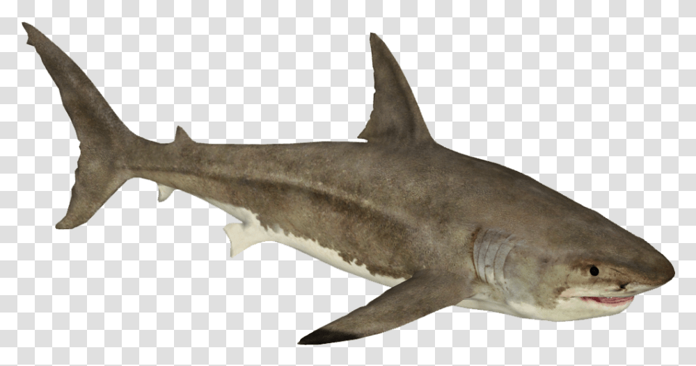 Zoo Tycoon 2 Great White Shark, Sea Life, Fish, Animal Transparent Png