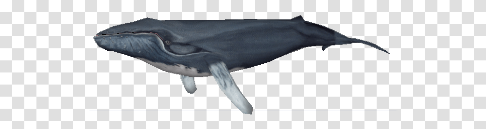 Zoo Tycoon 2 Humpback Whale, Mammal, Sea Life, Animal, Bird Transparent Png