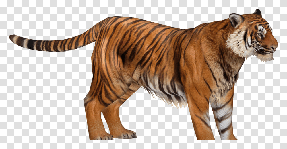Zoo Tycoon 2 Sumatran Tiger, Wildlife, Mammal, Animal, Zebra Transparent Png