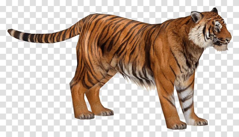 Zoo Tycoon 2 Tiger, Wildlife, Mammal, Animal, Zebra Transparent Png