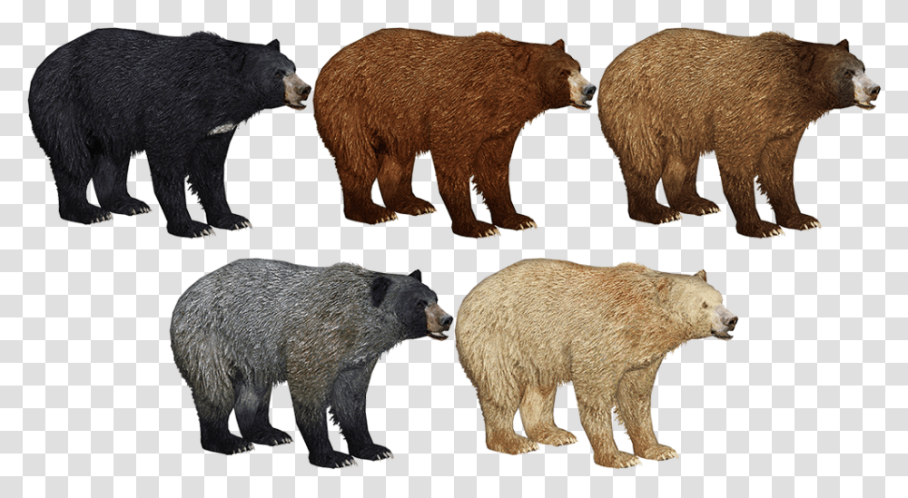 Zoo Tycoon Cinnamon Bear, Wildlife, Mammal, Animal, Brown Bear Transparent Png