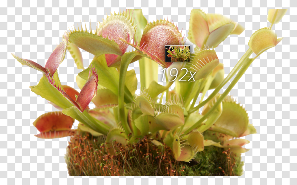 Zoom And Hdmi Venus Flytrap, Plant, Floral Design Transparent Png