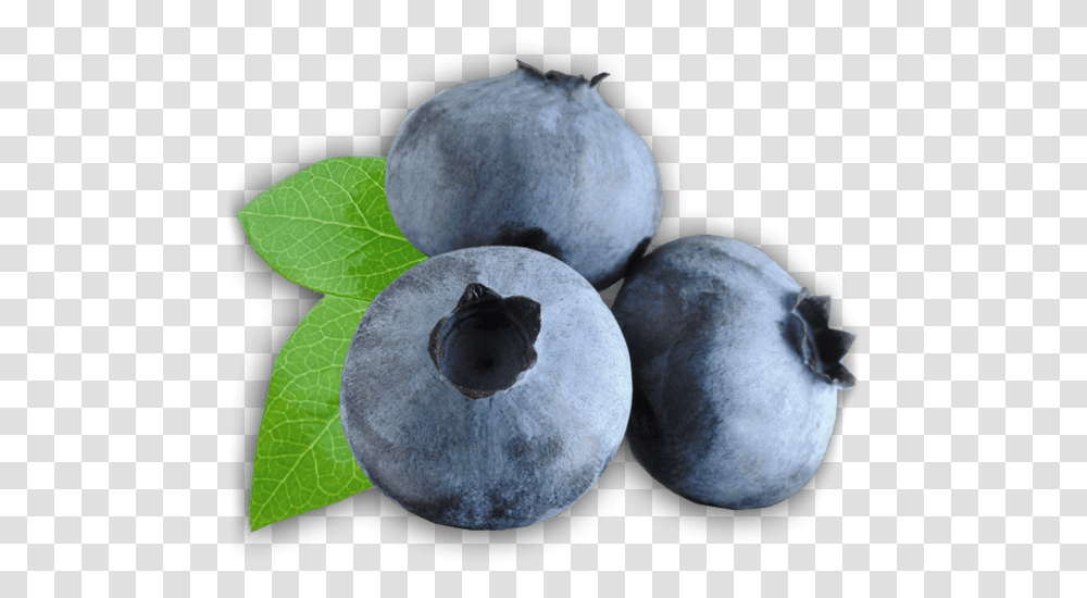 Zoom Stickpng Clipart Blueberry, Plant, Fruit, Food, Cat Transparent Png