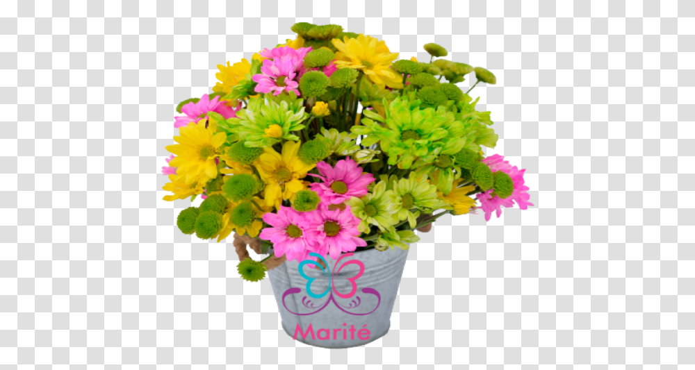 Zoomable African Daisy, Plant, Flower, Blossom, Flower Bouquet Transparent Png