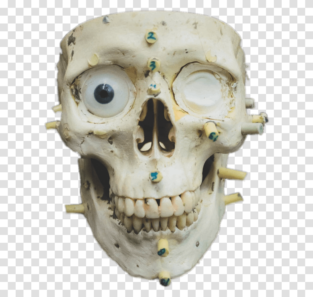 Zoomed In Skull Forensic Science, Jaw, Snowman, Winter, Outdoors Transparent Png