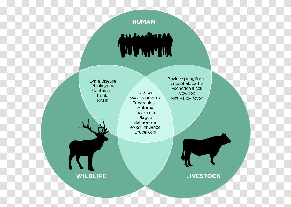 Zoonotic Disease, Elk, Deer, Wildlife, Mammal Transparent Png