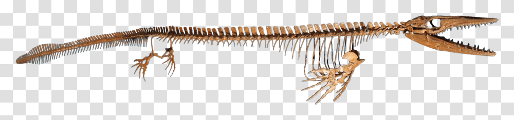 Zophobas Morio, Fossil, Skeleton Transparent Png