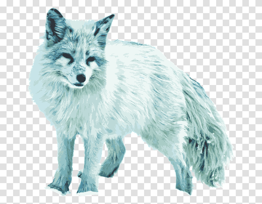 Zorro Del Rtico Zorro Blanco Vixen Arctic Silver Fox, Wildlife, Mammal, Animal, Bird Transparent Png