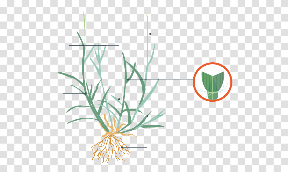 Zoysia Grass Characteristics, Plant, Vegetation, Tree, Root Transparent Png