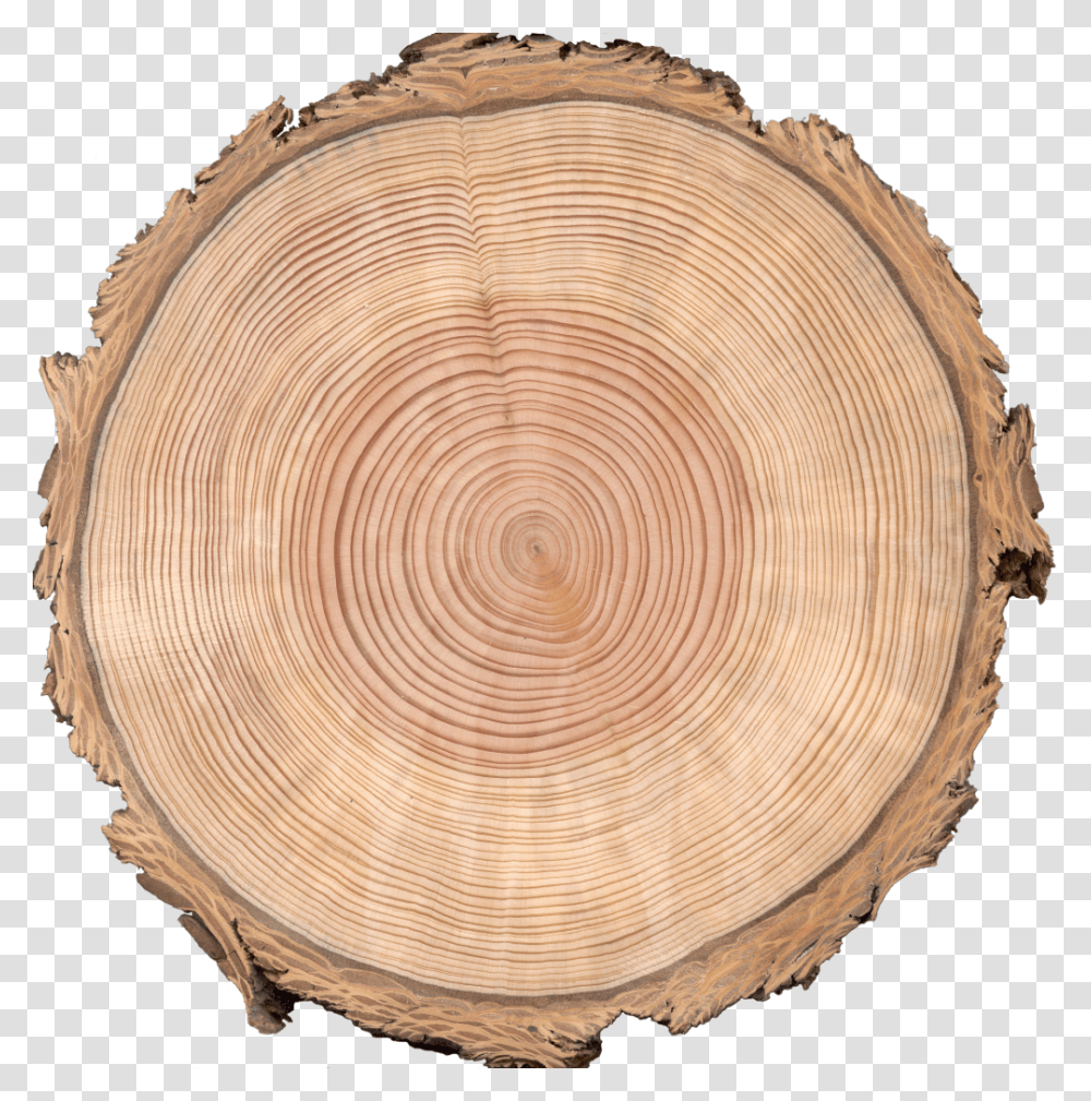 Zuni Doug Fir Alpha Tree Cross Section, Wood, Lamp, Tree Stump, Lumber Transparent Png