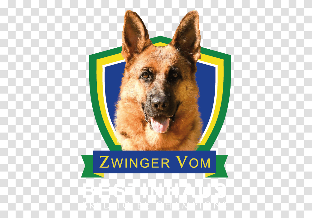 Zwinger Vom Bestinhaus Keep Calm And Marry Harry, Dog, Pet, Canine, Animal Transparent Png